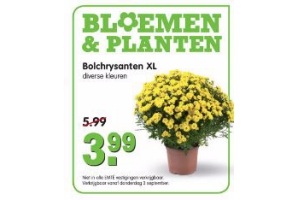 bolchrysanten xl