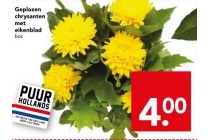 geplozen chrysanten met eikenblad