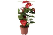 anthurium