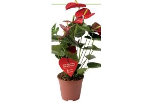 anthurium