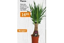 yucca