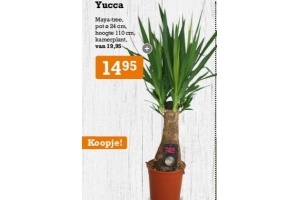 yucca