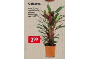 calathea