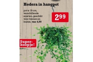 hedera in hangpot