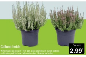 calluna heide