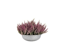 calluna in zinken schaal