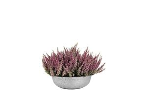 calluna in zinken schaal