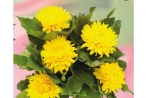 geplozen chrysant met eikenblad