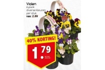 violen