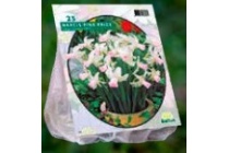 mini narcissen pink pride