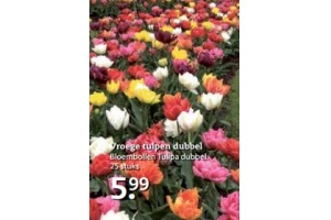 bloembollen tulipa dubbel