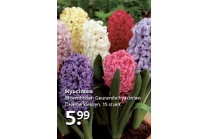 bloembollen geurende hyacinten