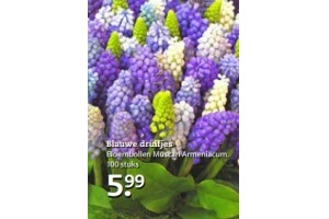 bloembollen muscari armeniacum