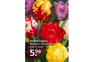 parkiet tulpen bloembol