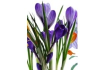 botanische crocus