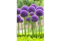 allium purple sensation bloembollen