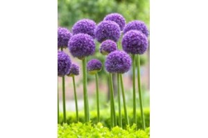 allium purple sensation bloembollen