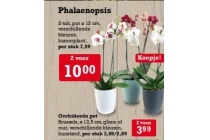 phalaenopsis 2 tak