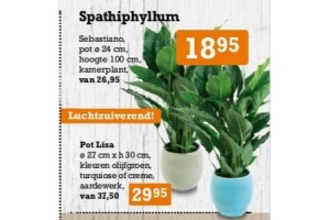 spathiphyllum