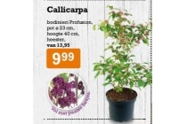 callicarpa