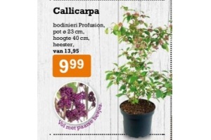 callicarpa