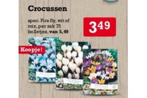 crocussen