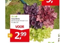 heuchera