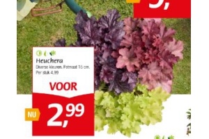 heuchera