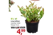 leucothoe