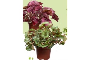 bladbegonia