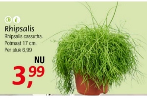 rhipsalis