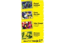 muscari crocus tulp narcis