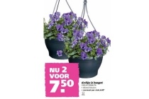 viooltjes in hangpot