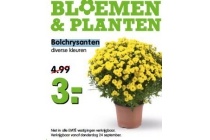 bolchrysanten