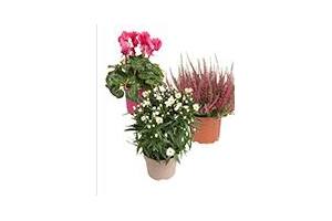 bloemen