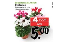 cyclamen