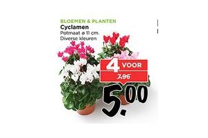 cyclamen