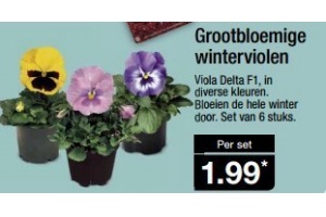 grootbloemige winterviolen