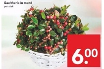 gaultheria in mand