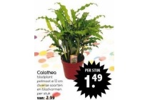 calathea