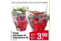 coop potrozen of calandiva s xl