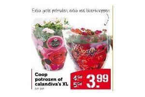 coop potrozen of calandiva s xl