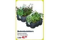 bodembedekkers