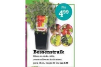 bessenstruik