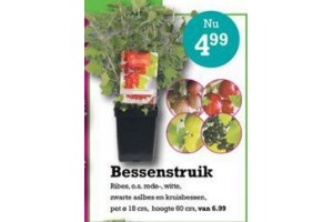 bessenstruik