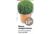 buxus sempervirens