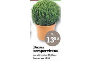 buxus sempervirens