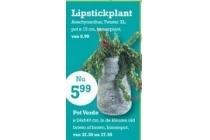 lipstickplant