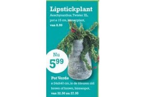 lipstickplant