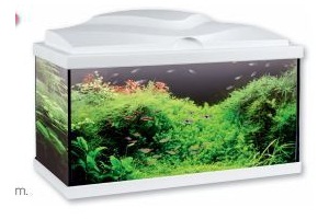 fish home aquarium